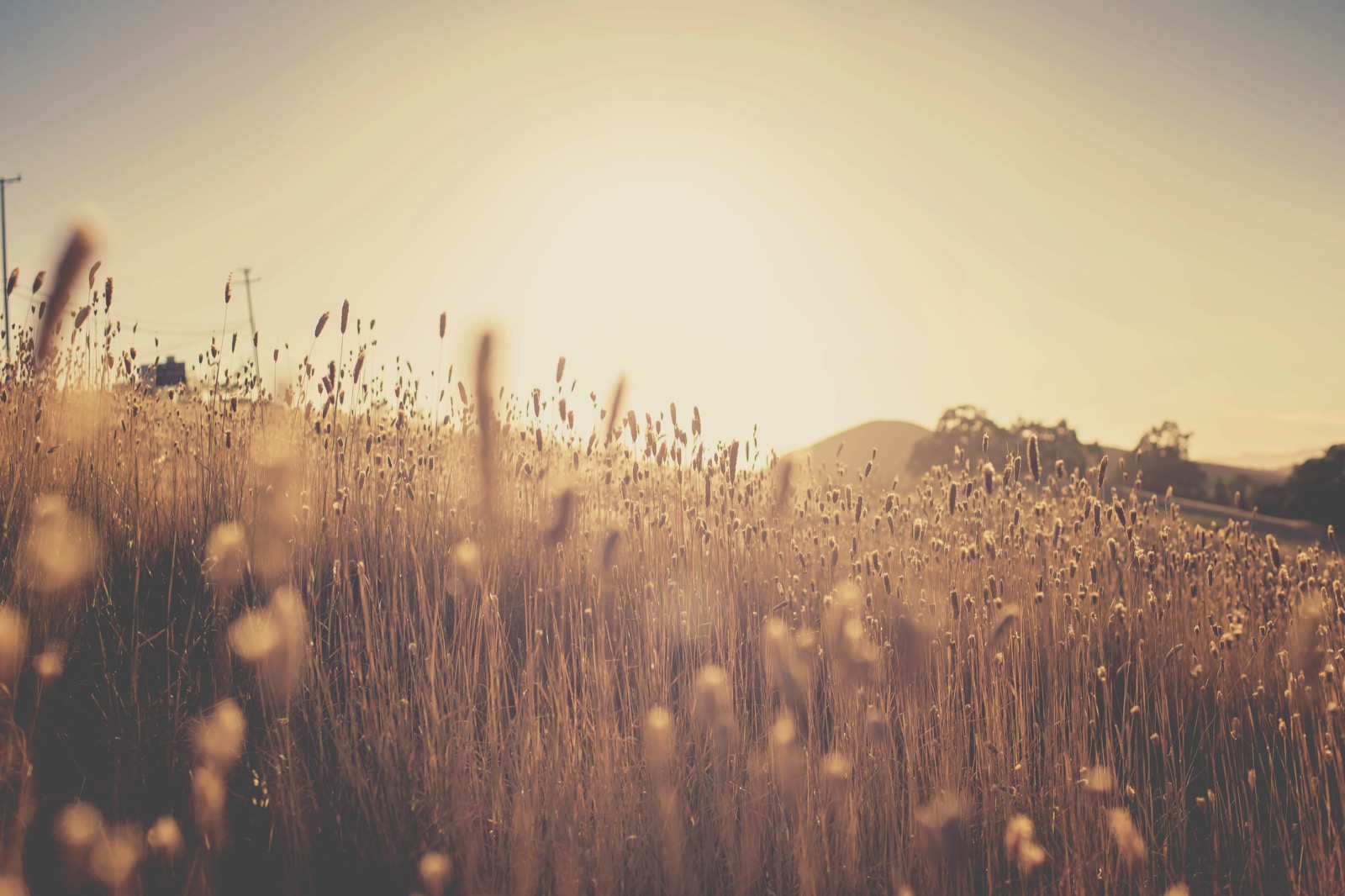 Wheat